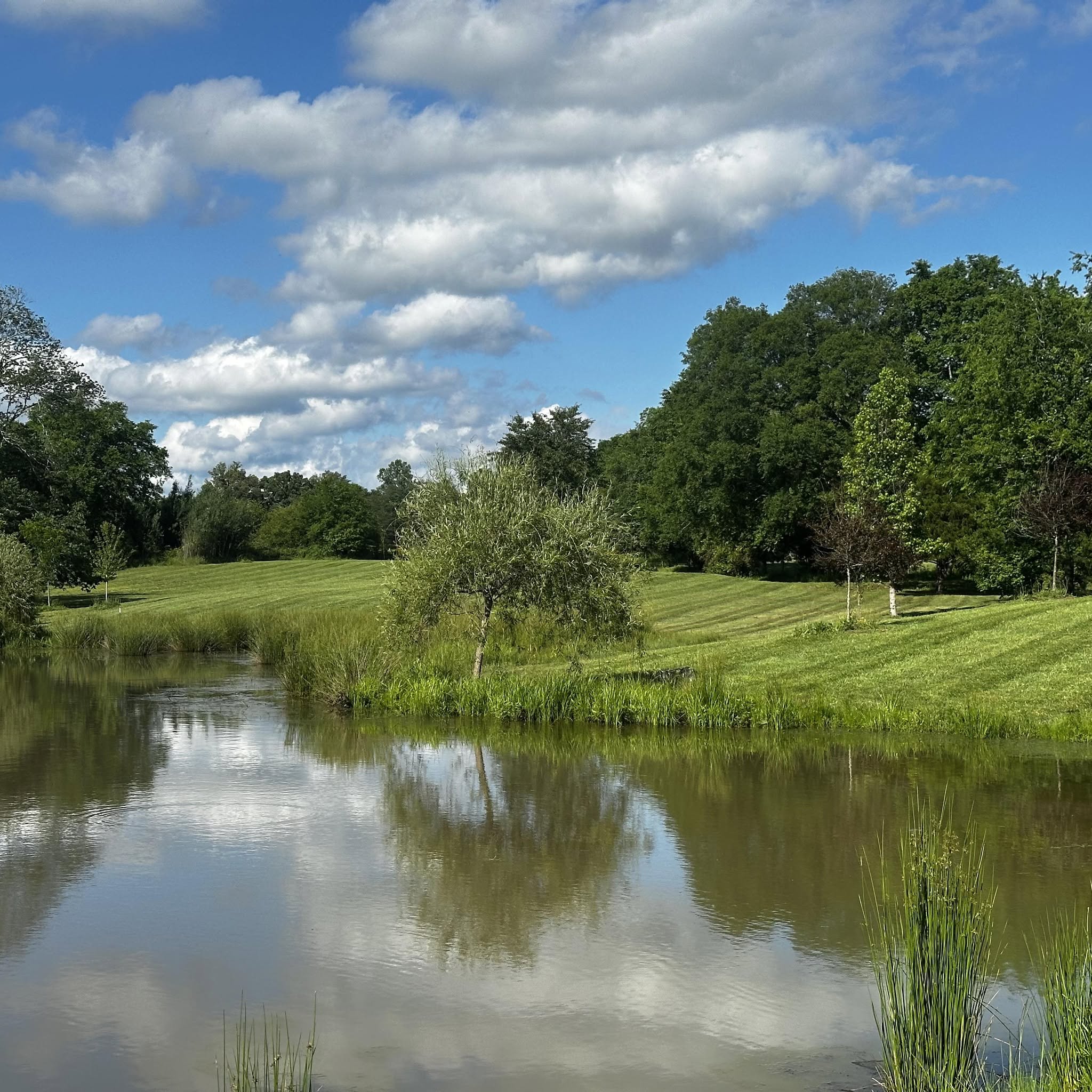 The pond and rolling striped lawns under a blue Tennessee sky